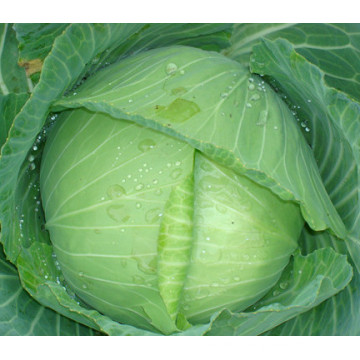 HC04 Shiba heat resistant,Oblateness green F1 hybrid cabbage seeds